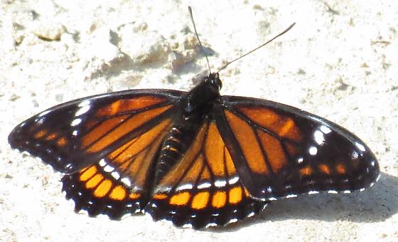 Limenitis arthemis astyanax (hyrid with archippus,live 4 Northumberland Co., New Brunswick, CAN 9.17.2014) (Internet Image property of respective owner, non-commercial use only)